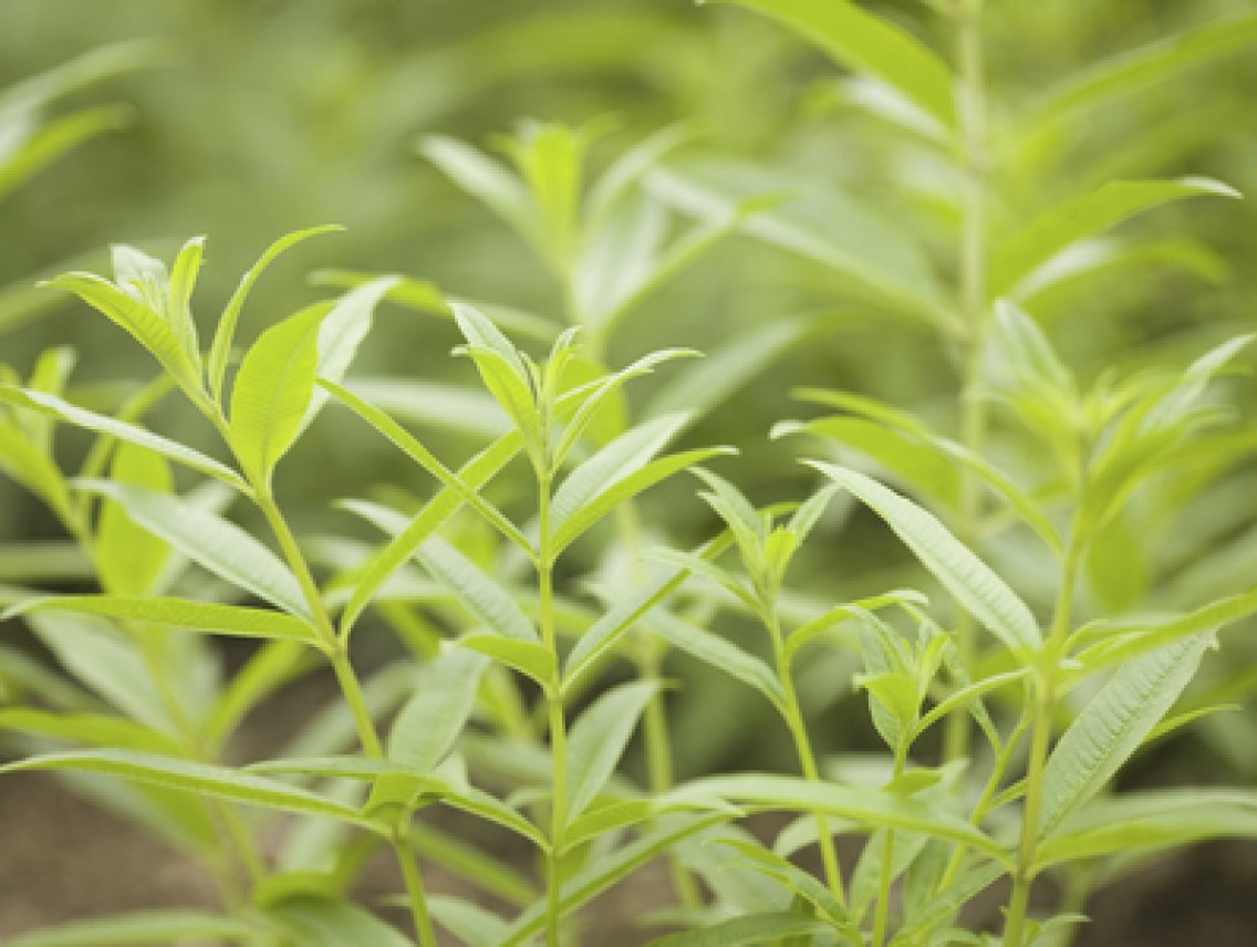 Aloisie trojlistá - Aloysia triphylla