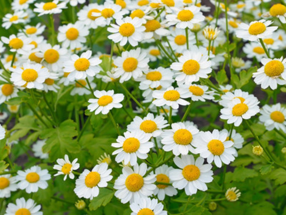 Kopretina řimbaba - Tanacetum parthenium