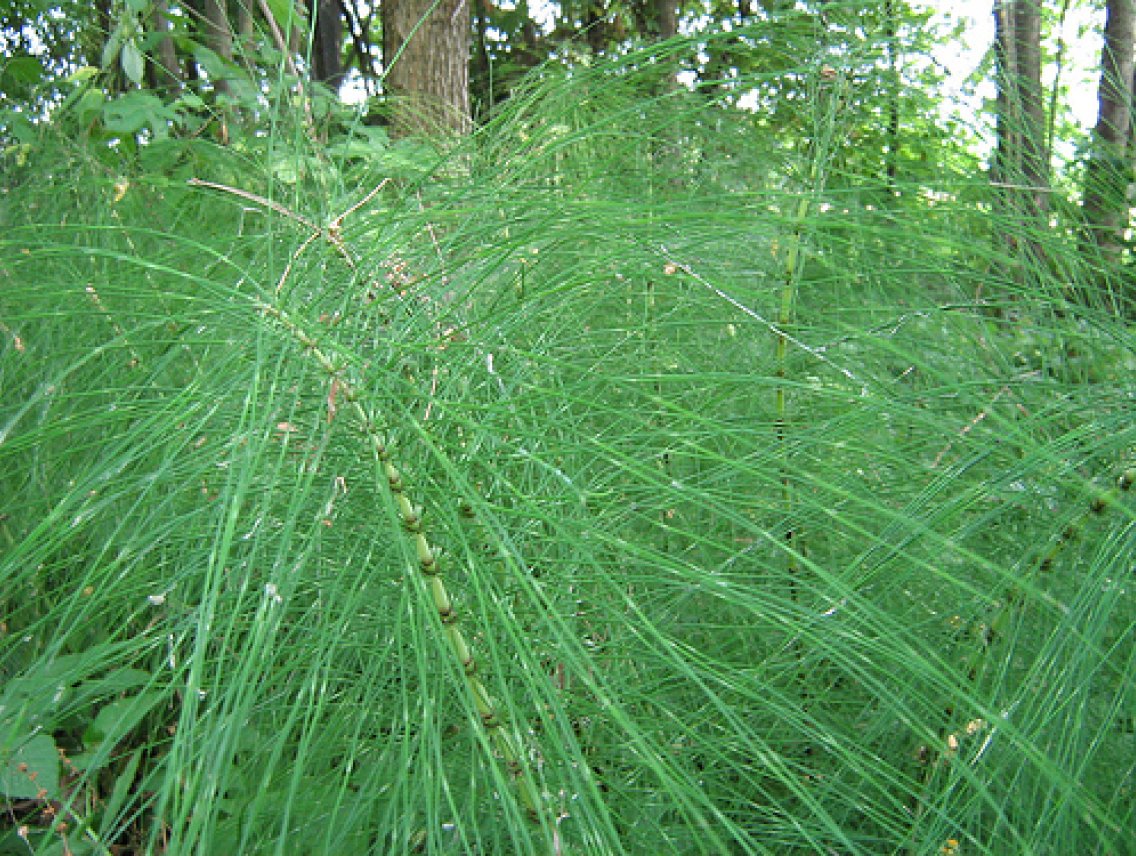Cola de Caballo - Equisetum giganteum