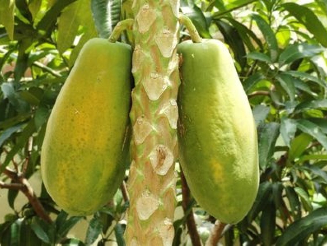 Papája - Carica papaya