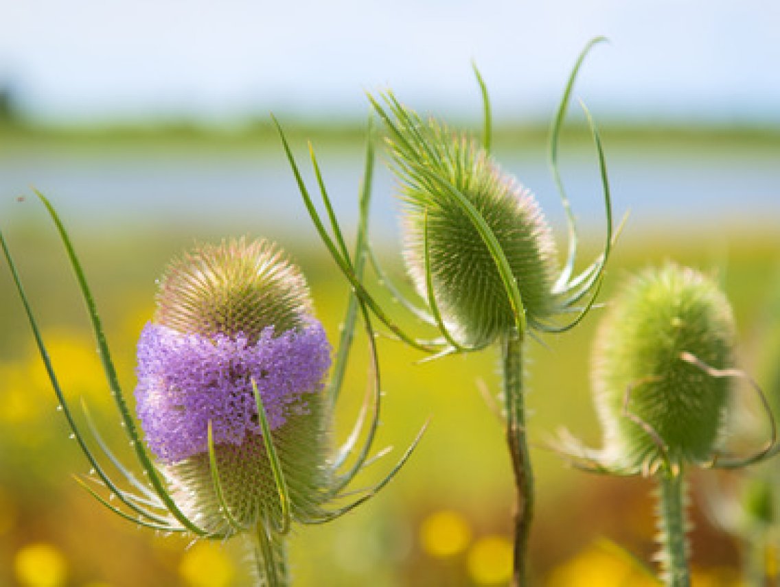 Štětka lesní - Dipsacus fullonum