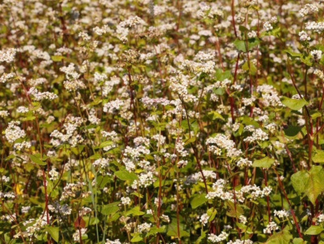Pohanka - Fagopyrum sagittatum