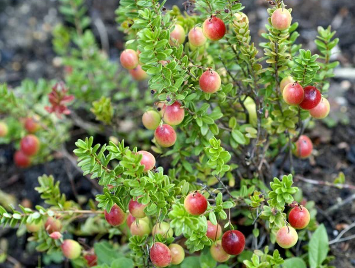 Brusinka kanadská - Vaccinium macrocarpon Brusin