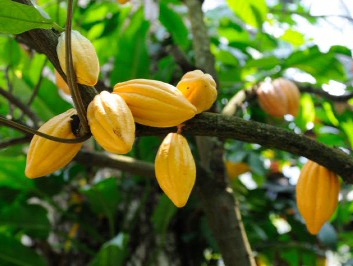 Kakaové boby - Theobroma cacao