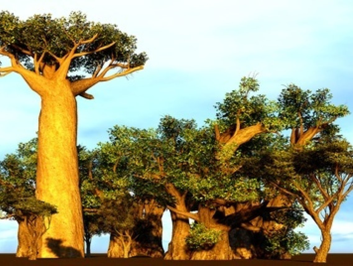 Baobab - Adansonia digitata