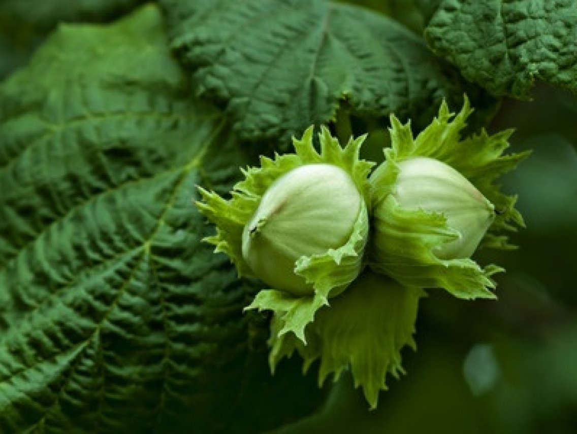 Lísková jádra - Corylus avellana