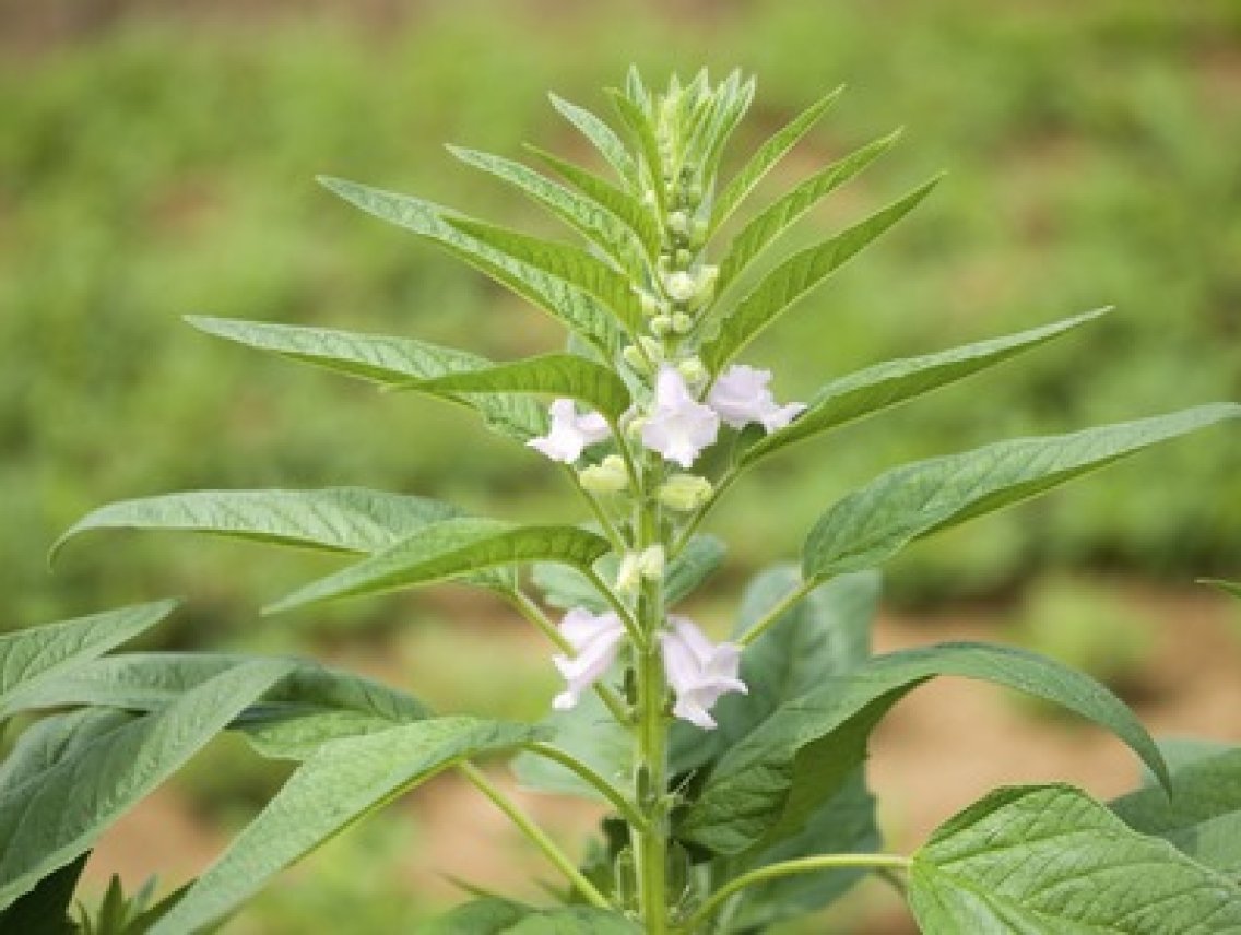 Sezam indický - Sasamum indicum