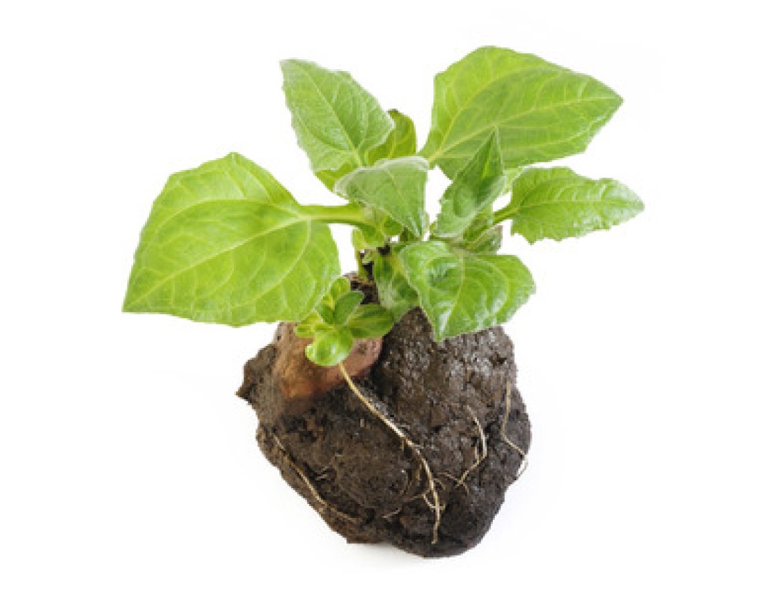 Yacon - Smallanthus sonchifolius