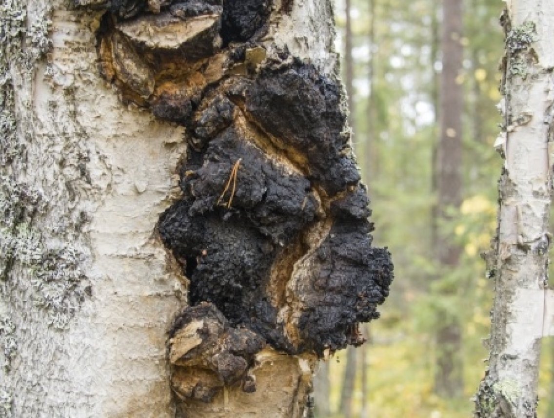 Čaga - Inonotus obliquus