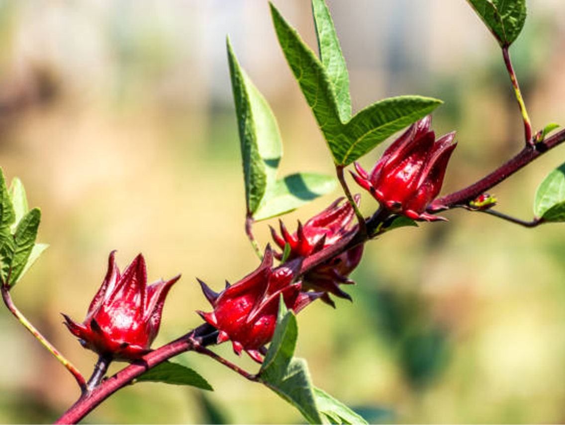 Karkade - Hibiscus sabdariffa