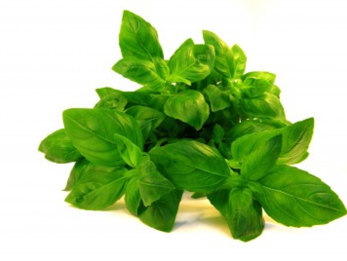 Bazalka pravá - Ocimum basilicum
