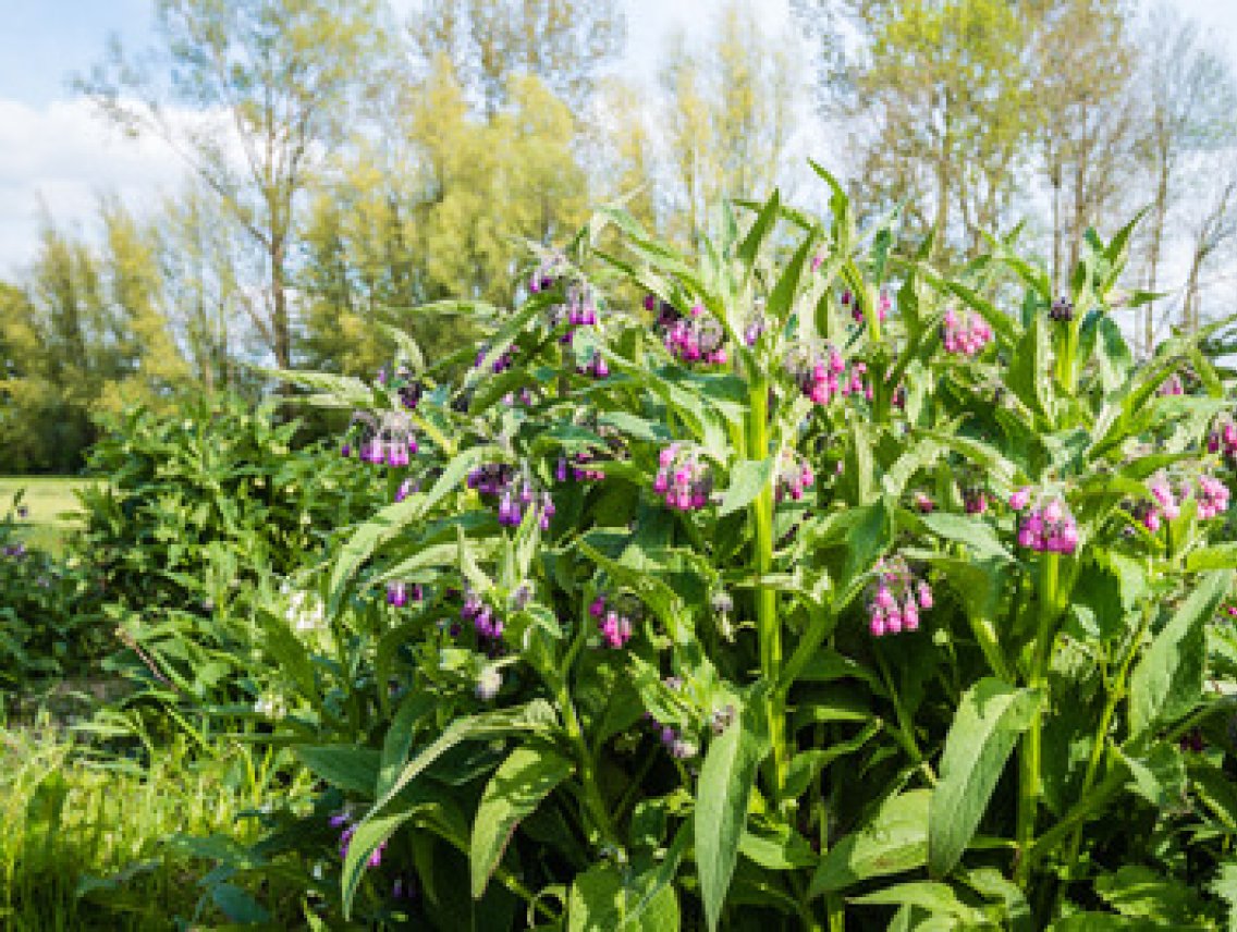 Kostival lékařský - Symphytum officinale