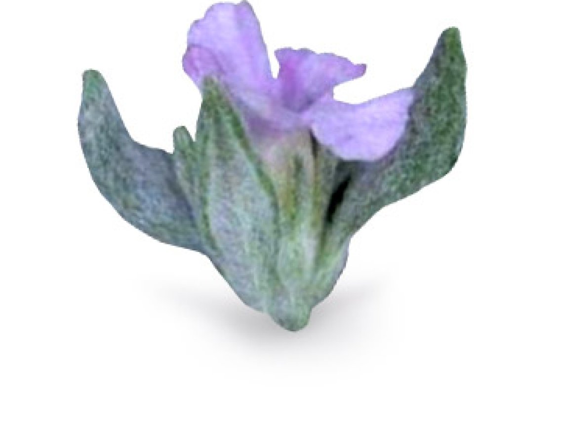 Flor de Arena - Tiquilia paronychioides