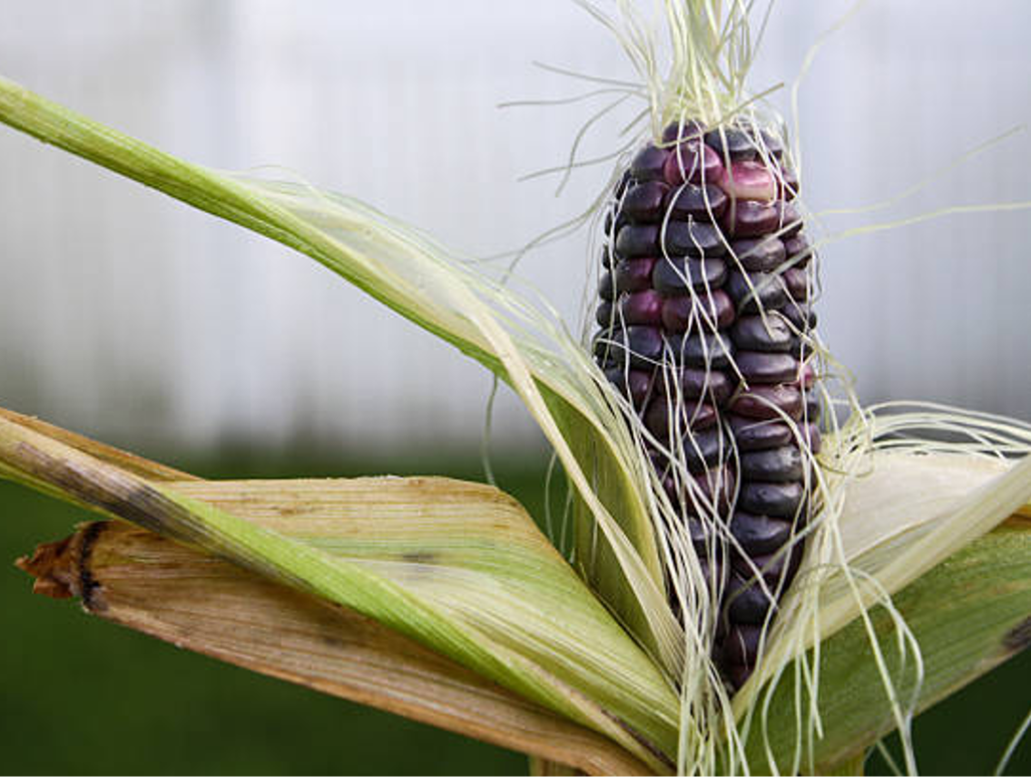 Fialová kukuřice - Maiz Morado