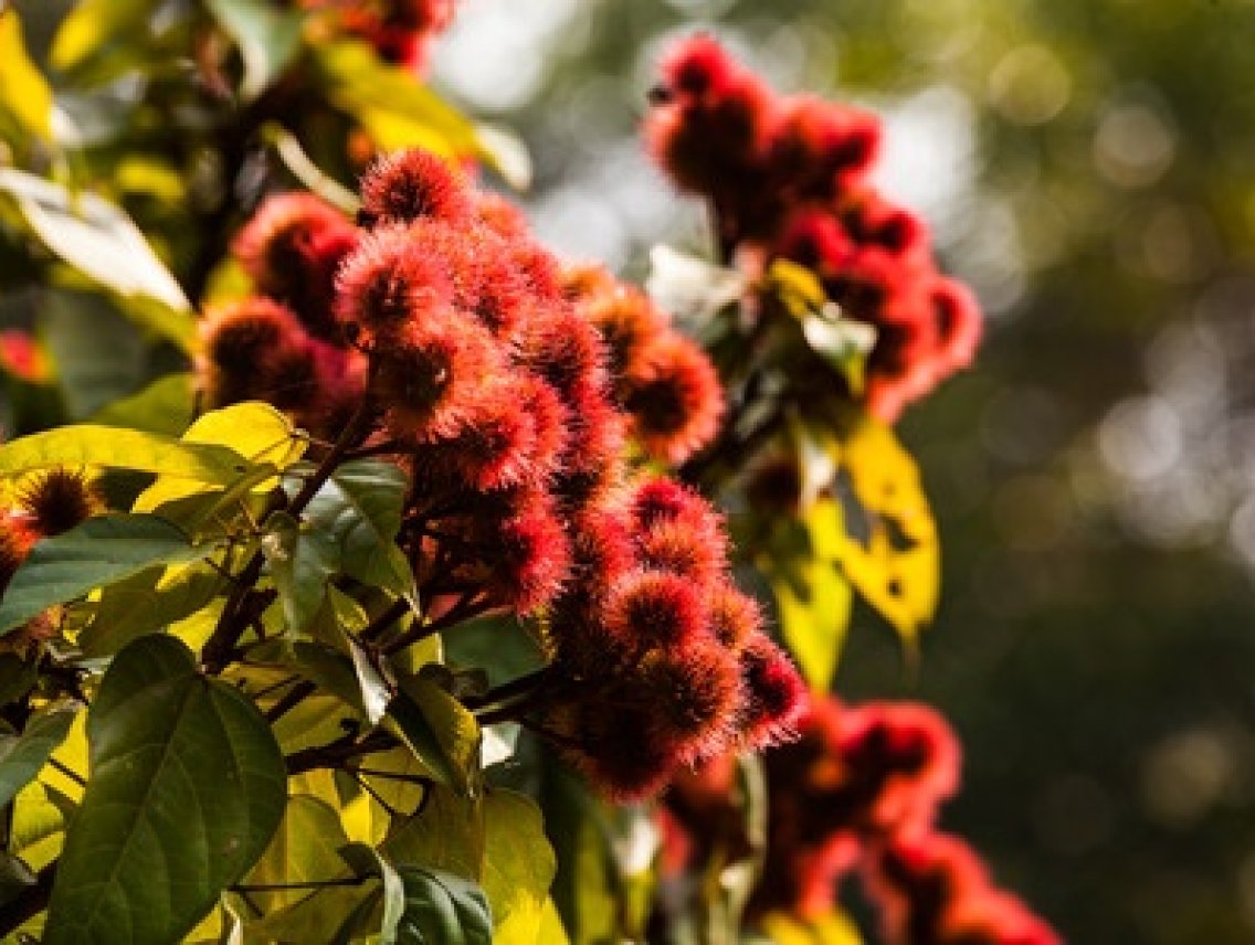 Achiote - Bixa orellana